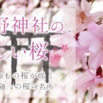 60品種が咲き乱れる京都随一の桜の名所！「平野神社」の美しく珍しい桜