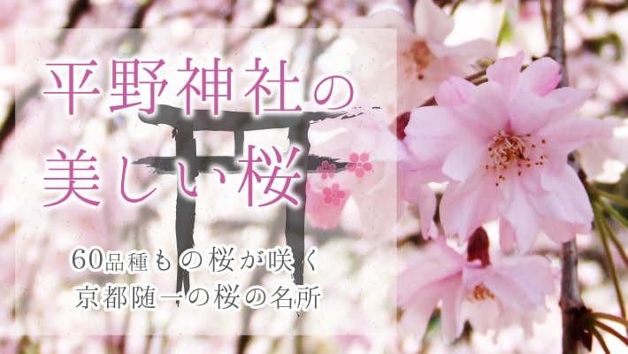 種類 珍しい 桜 日本の有名な桜の品種12選！野生の桜や早咲き遅咲きの桜など個性も解説！