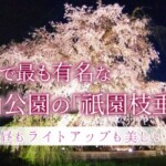京都で最も有名な円山公園の「祇園枝垂桜」は昼もライトアップも美しい