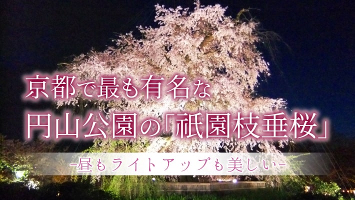 円山公園の「祇園枝垂桜」は昼もライトアップも美しい京都で最も有名な桜