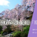 京都の隠れた桜の楽園「原谷苑」は遅咲きの八重紅枝垂桜が降り注ぐよう