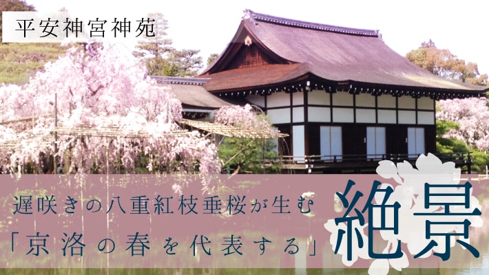 絶景！平安神宮神苑で遅咲きの八重紅枝垂桜の「京洛の春を代表する」景色