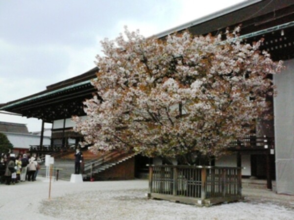 京都御所・紫宸殿前の左近の桜　撮影：MKタクシー