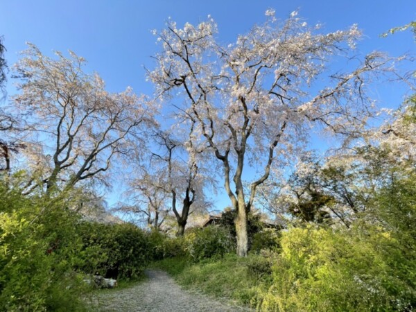 原谷苑の八重紅枝垂桜　散りはじめ　2021年4月10日　撮影：MKタクシー