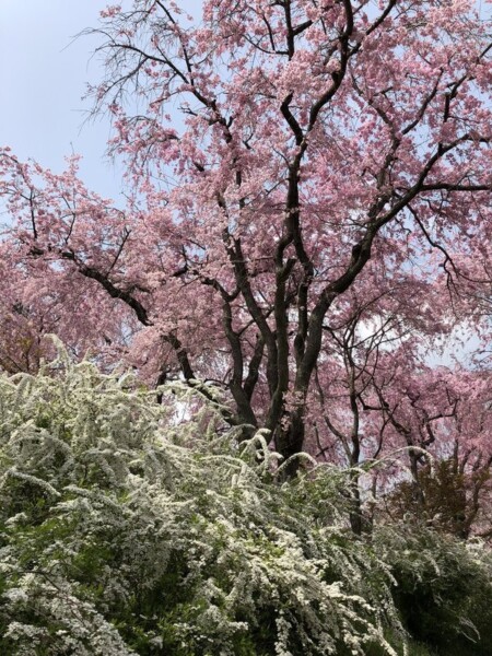 八重紅枝垂桜　見頃　2018年4月2日（平年4月11日相当）　撮影：MKタクシー