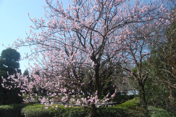 アンズ　見頃　京都府立植物園　2009年3月21日　撮影：MKタクシー