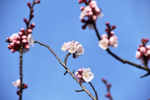 アンズ　咲きはじめ　京都府立植物園　2019年3月2日　撮影：MKタクシー