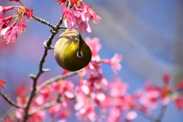 長徳寺のオカメ桜とメジロ　見頃　2020年3月12日　撮影：MKタクシー