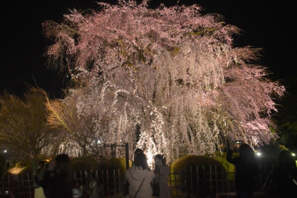 祇園枝垂桜のライトアップ　見頃　2022年3月28日　撮影：MKタクシー