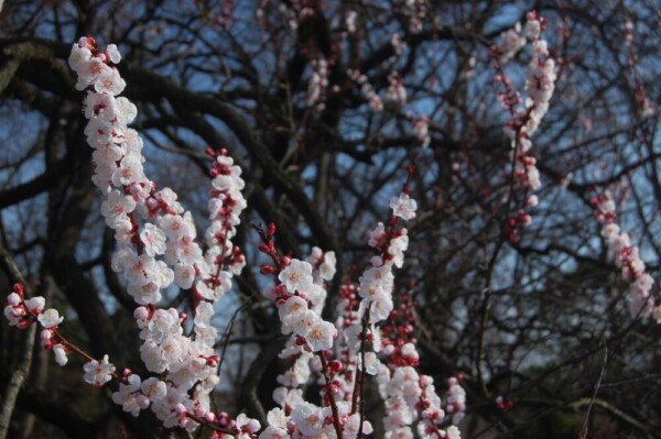 アンズ　三分咲き　京都府立植物園　2009年2月28日　撮影：MKタクシー