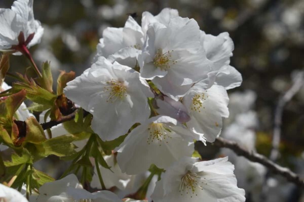 太白（京都府立植物園）　見頃　2019年4月13日（平年4月12日相当）　撮影：MKタクシー