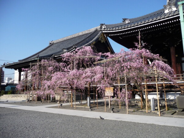 八重紅枝垂桜　五分咲き　2009年4月9日（平年4月7日相当）　撮影：MKタクシー