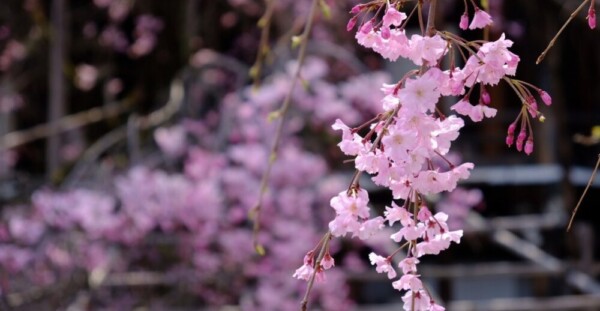 八重紅枝垂桜　五分咲き　2020年4月3日（平年4月8日相当）　撮影：MKタクシー