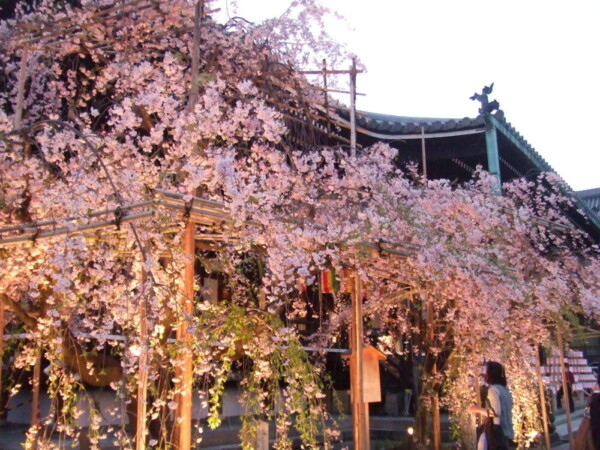 八重紅枝垂桜　見頃　2009年4月11日（平年4月8日相当）　撮影：MKタクシー