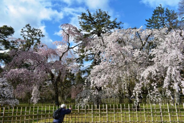 京都御苑・近衛邸跡の糸桜（枝垂桜）　散りはじめ　2020年3月29日　撮影：MKタクシー