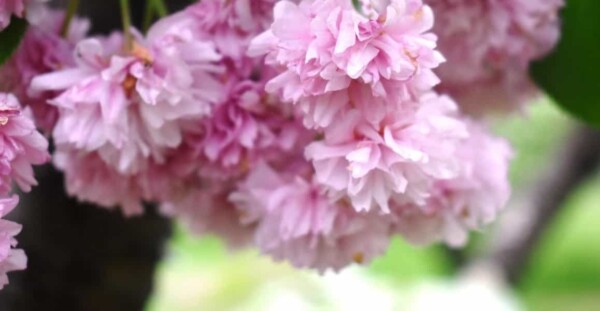 梅護寺数珠掛桜（京都府立植物園）　見頃過ぎ　2019年5月2日（平年5月1日相当）　撮影：MKタクシー
