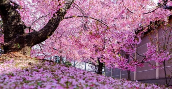 オカメ桜　散りはじめ　2019年3月24日（平年3月27日相当）　撮影：MKタクシー
