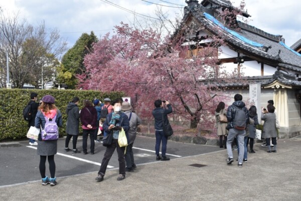長徳寺に集まる人々　見頃過ぎ　2019年3月24日（平年3月27日相当）　撮影：MKタクシー