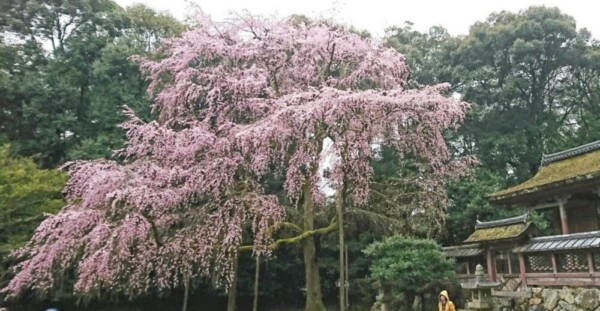 枝垂桜（清滝宮）　見頃過ぎ　2017年4月7日（平年4月6日相当）　撮影：MKタクシー