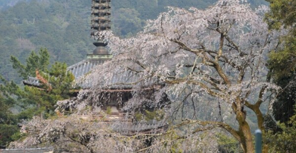 枝垂桜（五重塔）　散りはじめ　2019年4月7日（平年4月7日相当）　撮影：MKタクシー