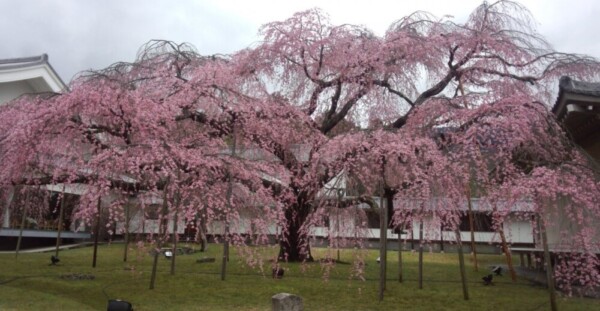 醍醐大しだれ桜（霊宝館）　五分咲き　2014年3月27日（平年3月28日相当）　撮影：MKタクシー