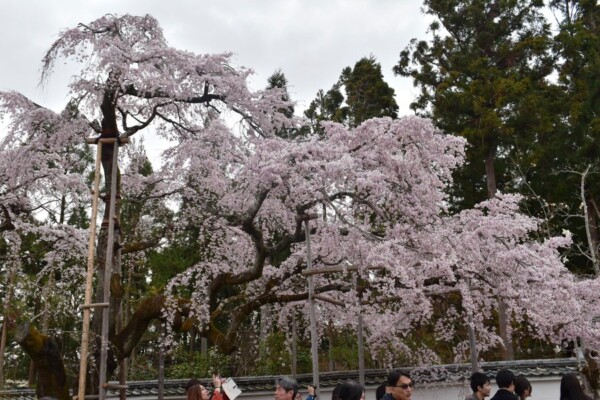 太閤しだれ桜（三宝院）　見頃　2019年3月30日（平年3月31日相当）　撮影：MKタクシー