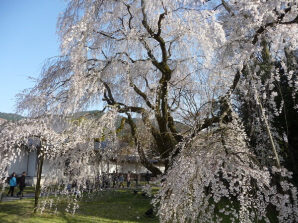 醍醐大しだれ桜（霊宝館）　見頃　2010年4月4日（平年4月8日相当）　撮影：MKタクシー