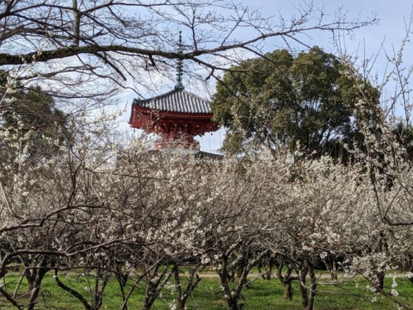 白梅と心経宝塔（大沢池梅林）　五分咲き　2021年3月1日　撮影：MKタクシー