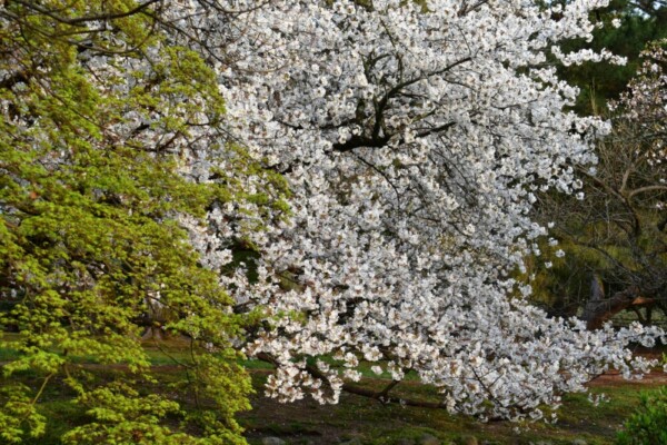 京都御苑・出水の小川のヤマザクラと新緑　見頃　2020年4月3日　撮影：MKタクシー