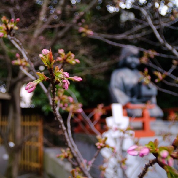 千本釈迦堂のおかめ像　2020年3月21日　撮影：MKタクシー