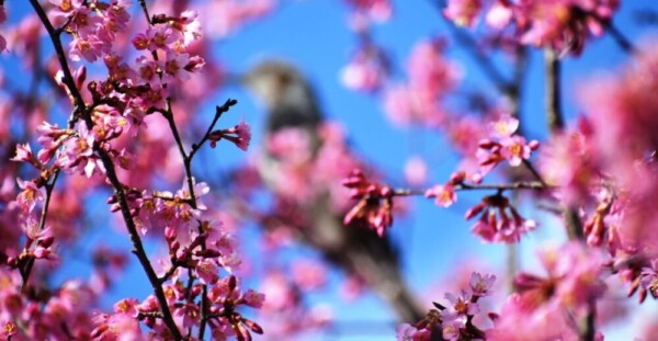 オカメ桜（桜林）　見頃　2019年3月16日（平年3月21日相当）　撮影：MKタクシー