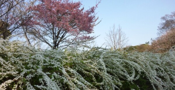 桜品種見本園　散りはじめ　2011年4月3日（平年4月2日相当）　撮影：MKタクシー