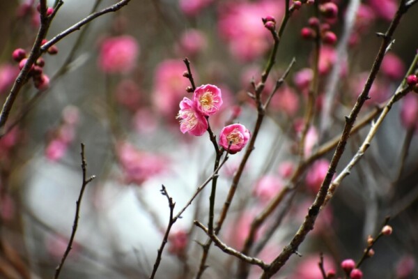 桜鏡（梅林）　咲きはじめ　2021年2月9日　撮影：MKタクシー