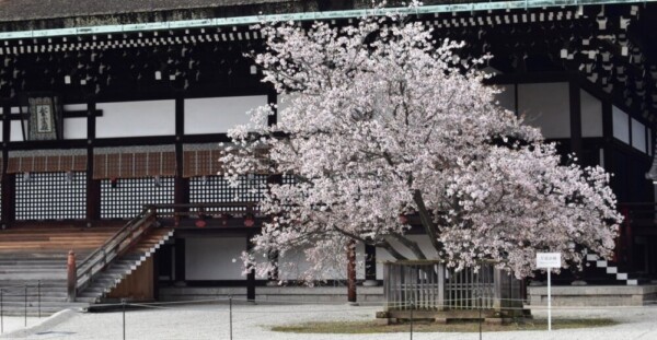 紫宸殿前の左近の桜　2020年3月29日　撮影：MKタクシー