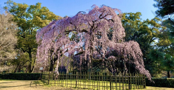 出水の枝垂桜（賀陽宮邸跡）　見頃　2020年3月17日（平年3月25日相当）　撮影：MKタクシー