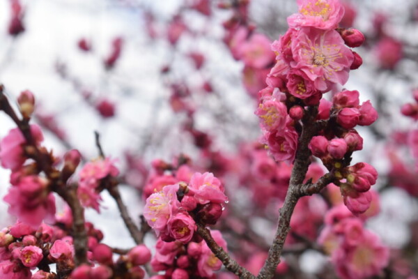黒木の梅（九条池の北）　五分咲き　2019年3月8日　撮影：MKタクシー
