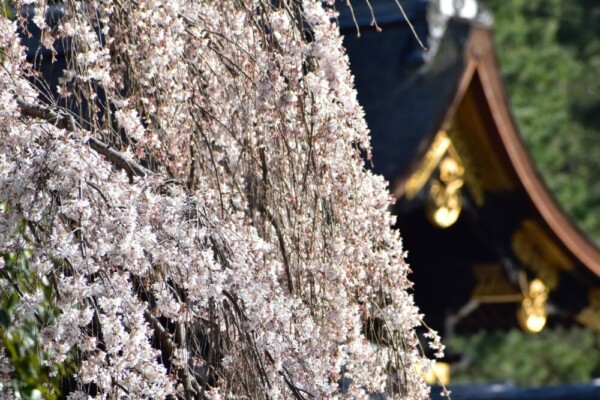 近衛邸跡の糸桜　三分咲き　2021年3月13日　撮影：MKタクシー
