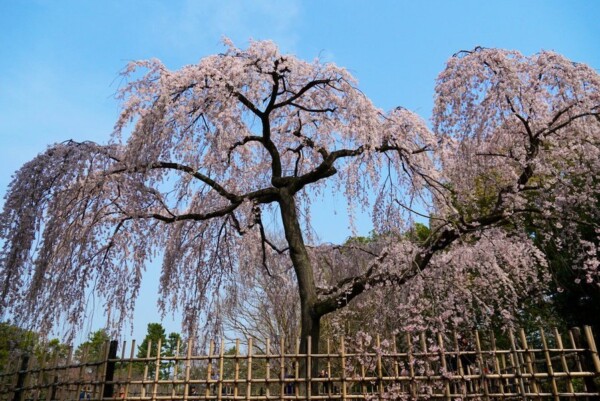 出水の枝垂桜（賀陽宮邸跡）　見頃　2019年3月27日（平年3月28日相当）　撮影：MKタクシー