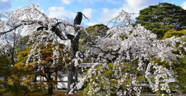 京都御所の枝垂桜　2020年3月29日　撮影：MKタクシー