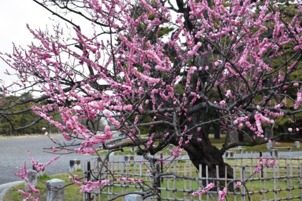 黒木の梅（九条池の北）　五分咲き　2020年3月3日　撮影：MKタクシー