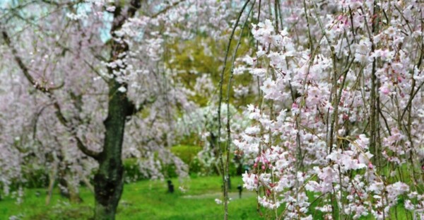 八重紅枝垂桜（桜林）　見頃　2017年4月15日（平年4月14日相当）　撮影：MKタクシー