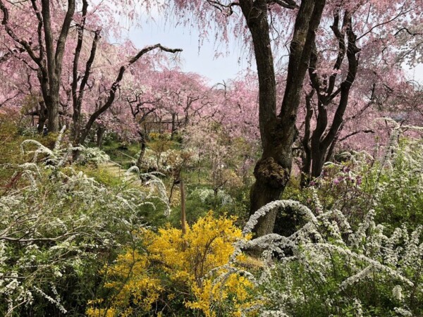 八重紅枝垂桜とユキヤナギ　2018年4月2日　撮影：MKタクシー