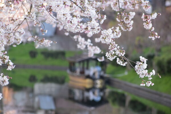 ソメイヨシノ（十石舟のりば）　五分咲き　2019年4月1日（平年4月2日相当）　撮影：MKタクシー