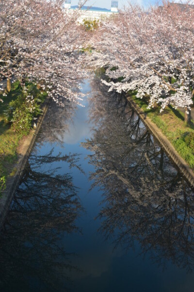 ソメイヨシノ（京橋）　五分咲き　2019年4月1日（平年4月2日相当）　撮影：MKタクシー