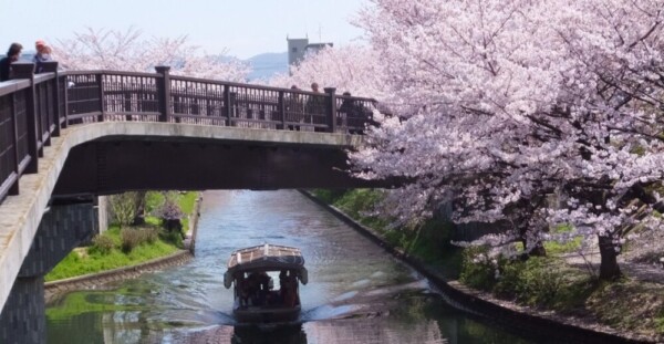 ソメイヨシノ（伏見であい橋）　見頃　2019年4月8日（平年4月9日相当）　撮影：MKタクシー