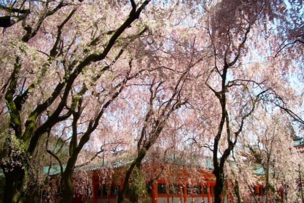 八重紅枝垂桜（南神苑）　散りはじめ　2008年4月15日（平年4月18日相当）　撮影：MKタクシー