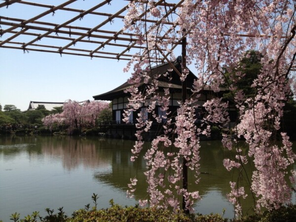 八重紅枝垂桜（東神苑）　見頃　2013年4月5日（平年4月13日相当）　撮影：MKタクシー