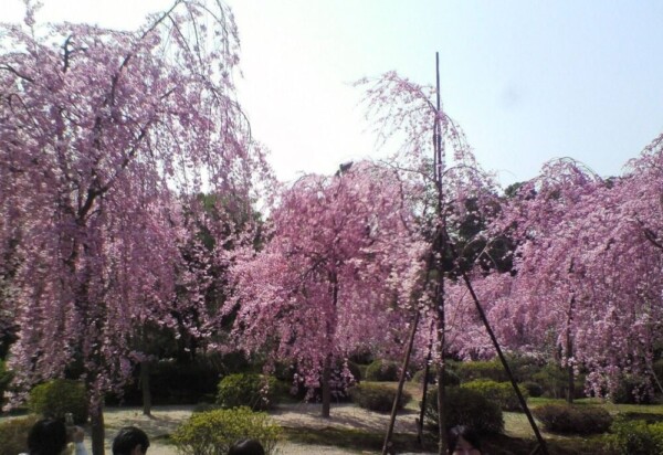 八重紅枝垂桜　2008年4月6日　撮影：MKタクシー