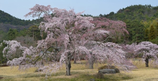 枝垂桜　五分咲き　2011年4月2日（平年3月31日相当）　撮影：MKタクシー