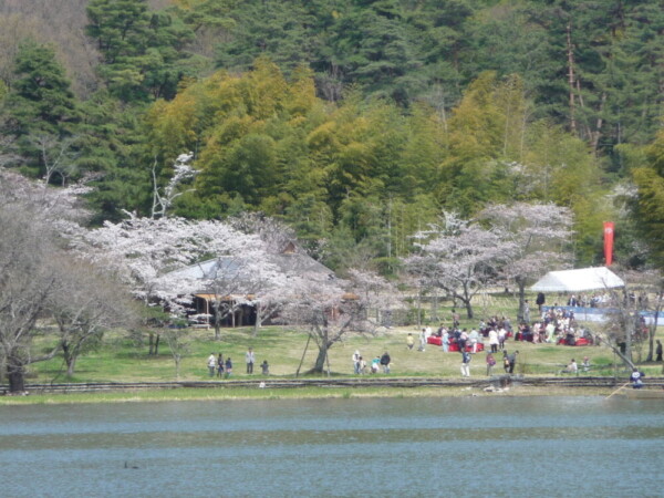 広沢池の対岸から見た枝垂桜　見頃　2010年4月4日（平年4月8日相当）　撮影：MKタクシー